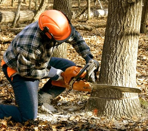 Tree Removal in Atkins, AR